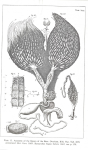 Botanical sketch of a queen bee’s reproductive origins by microscopist Jan Swammerdam