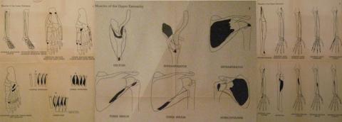 Upper and lower extremity muscle diagrams