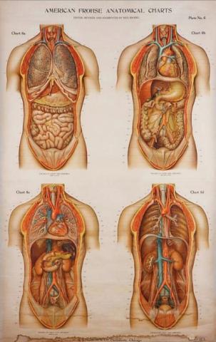 Four depictions of internal organs in the human body.