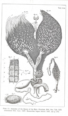 A scientific illustration of a queen bee’s reproductive origins by microscopist Jan Swammerdam