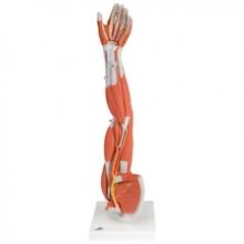 3/4 Scaled muscled arm in 6 parts