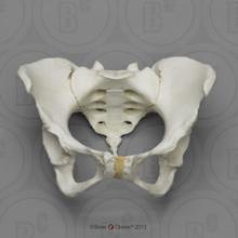 Articulated Female Pelvis Model with Pits of Parturition