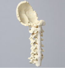 Cervical Spine Model with Occipital Bone
