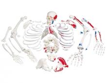Disarticulated Skeleton bones with labels