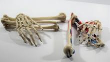 Hand and arm bones with parts labeled