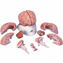 Human brain model in separate pieces includes arteries