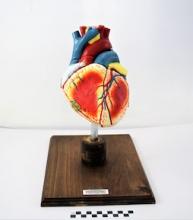 Laerdal Danny Smith Heart Model