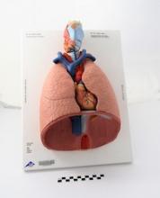 Lung Model with Heart, Larynx, and Diaphragm