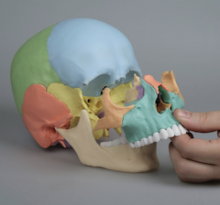 Skull in 22 with painted parts