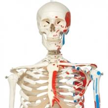 Skeleton with Painted Muscle Origins and Inserts