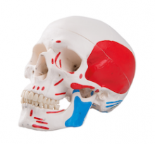 Skull in 3 parts with painted labels