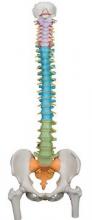 Didactic Flexible Spine Model with Femur Heads