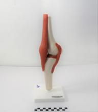 Functional Knee Joint Model