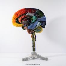 Detailed brain region model