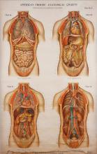 Four depictions of internal organs in the human body.