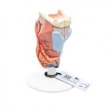 Anatomically correct human larynx model divided in two halves.