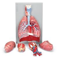 Human respiratory model that includes heart, larynx, and lungs.