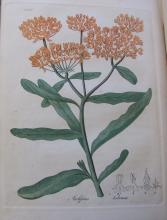 Asclepias Tuberosa (Butterflyweed)