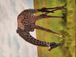 Kenyan Giraffe.jpg